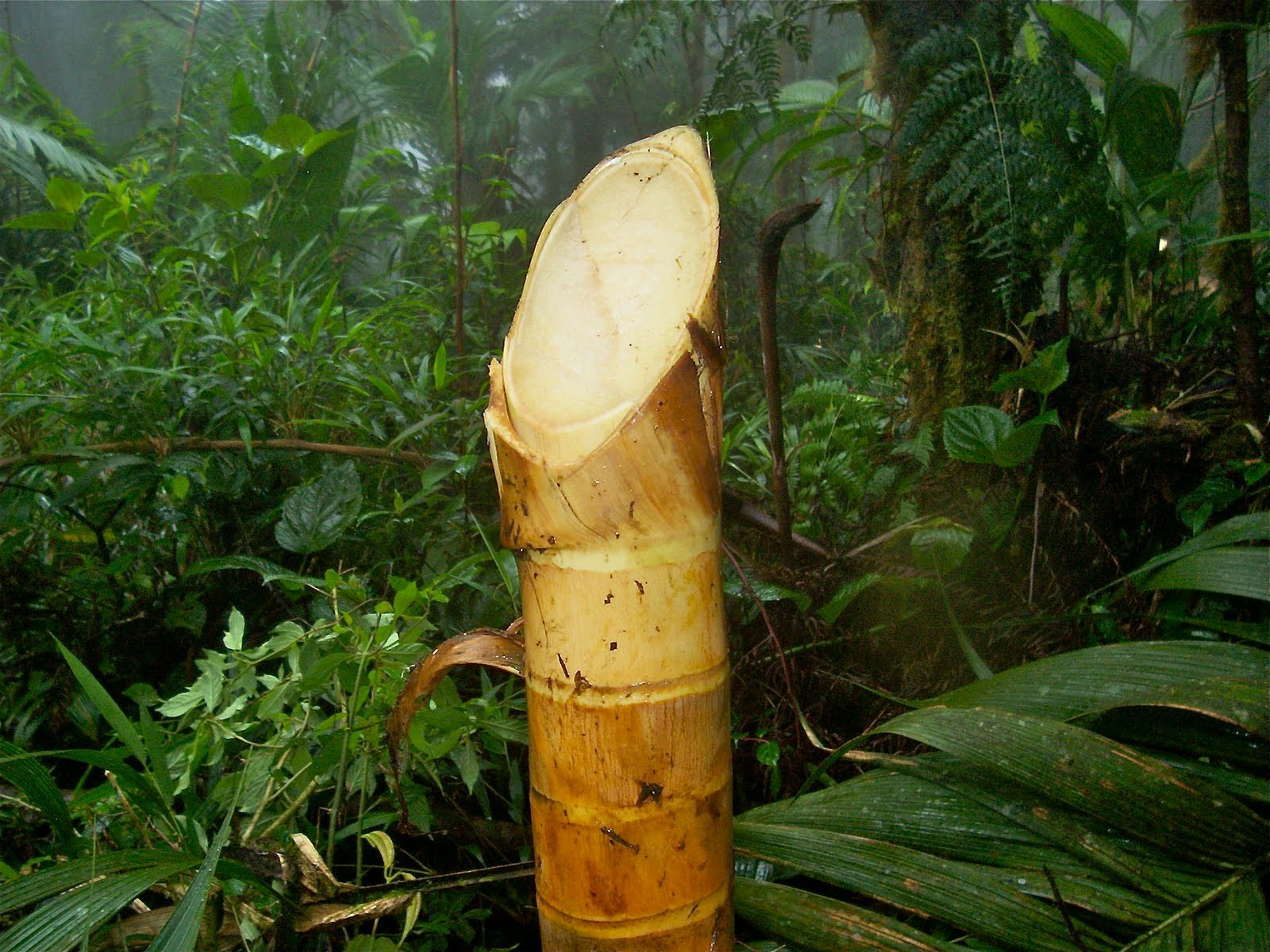 harvesting heart of palm